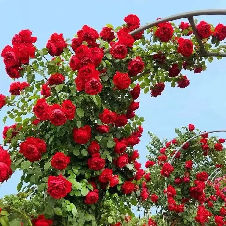 Garden Climbing Rose Flower Seeds