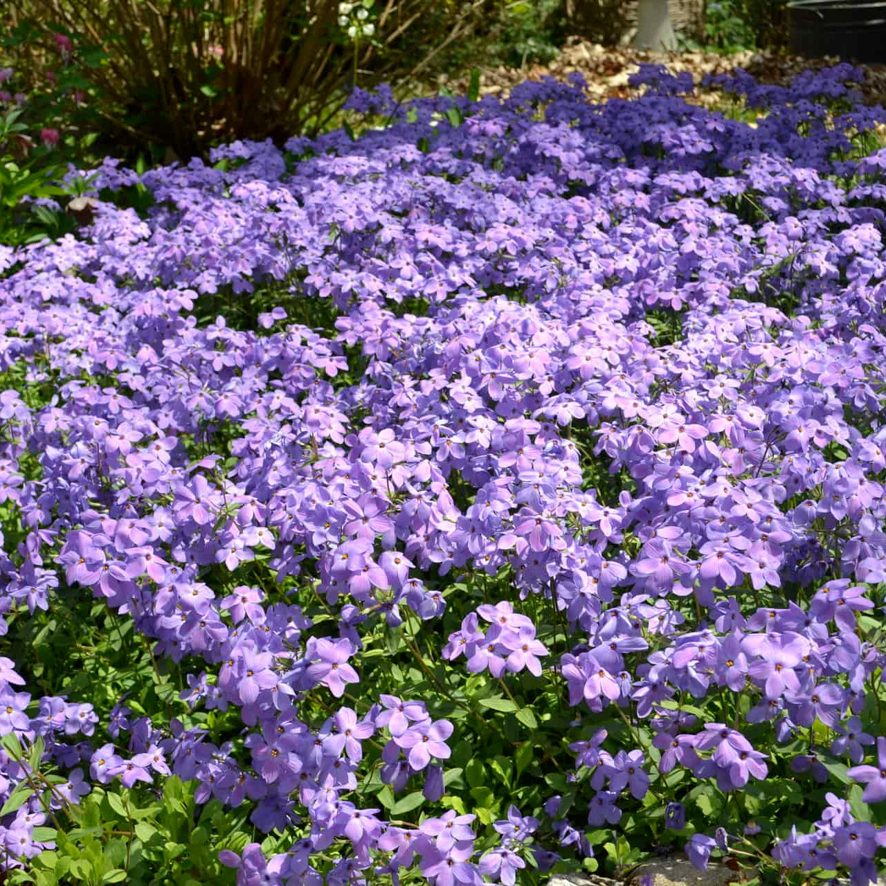 Creeping Phlox Homegrown Seeds