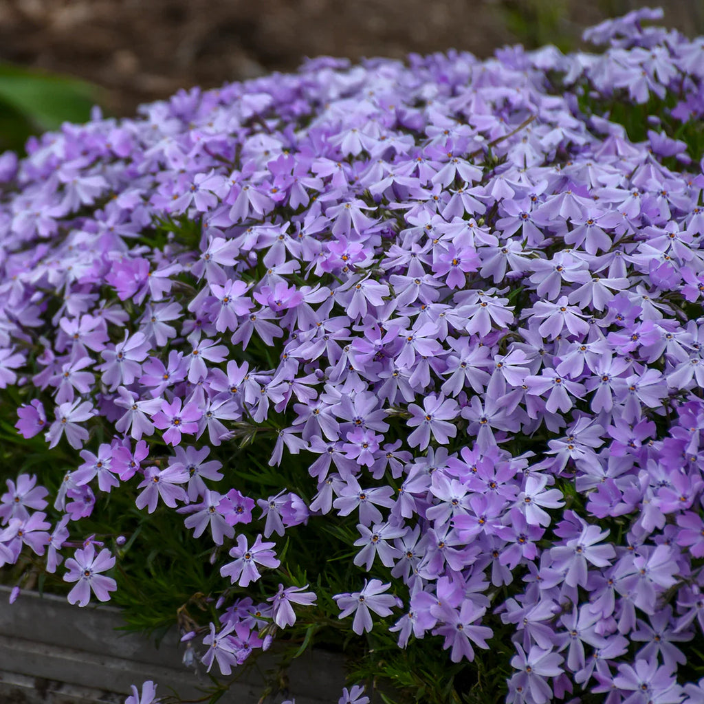 Creeping Phlox Homegrown Seeds