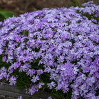 Creeping Phlox Homegrown Seeds