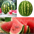 🍉Ruby Watermelon Pot Seeds