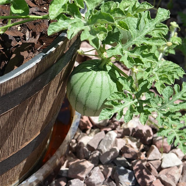 🍉Ruby Watermelon Pot Seeds