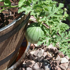 🍉Ruby Watermelon Pot Seeds