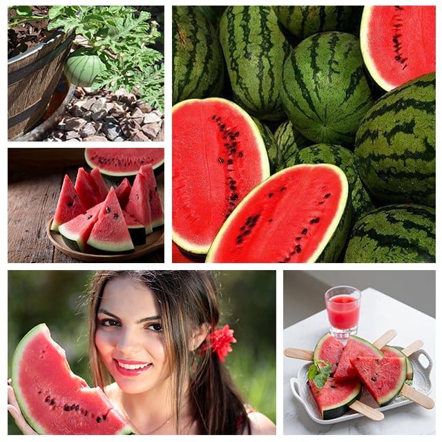 🍉Ruby Watermelon Pot Seeds