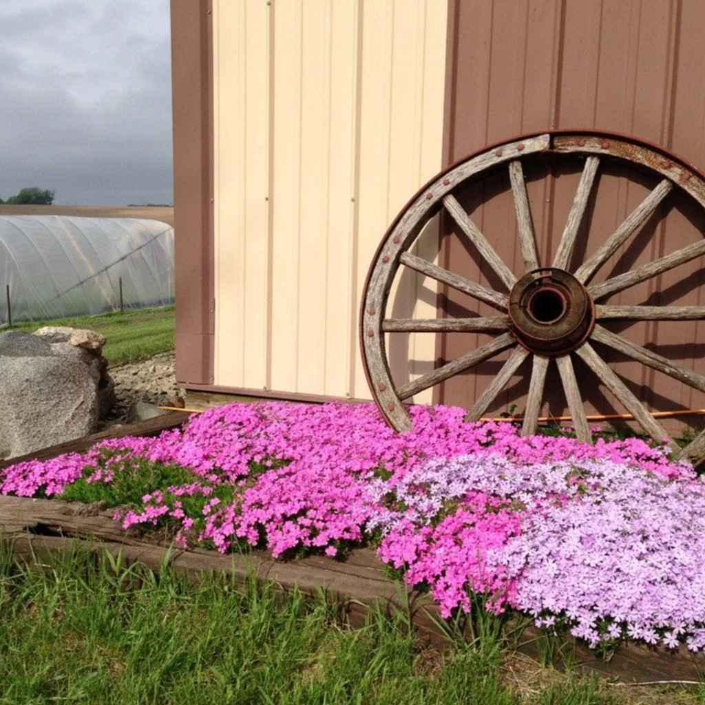 Creeping Phlox Homegrown Seeds