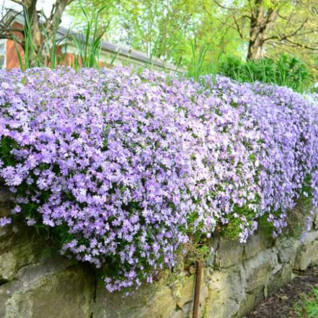 Creeping Phlox Homegrown Seeds