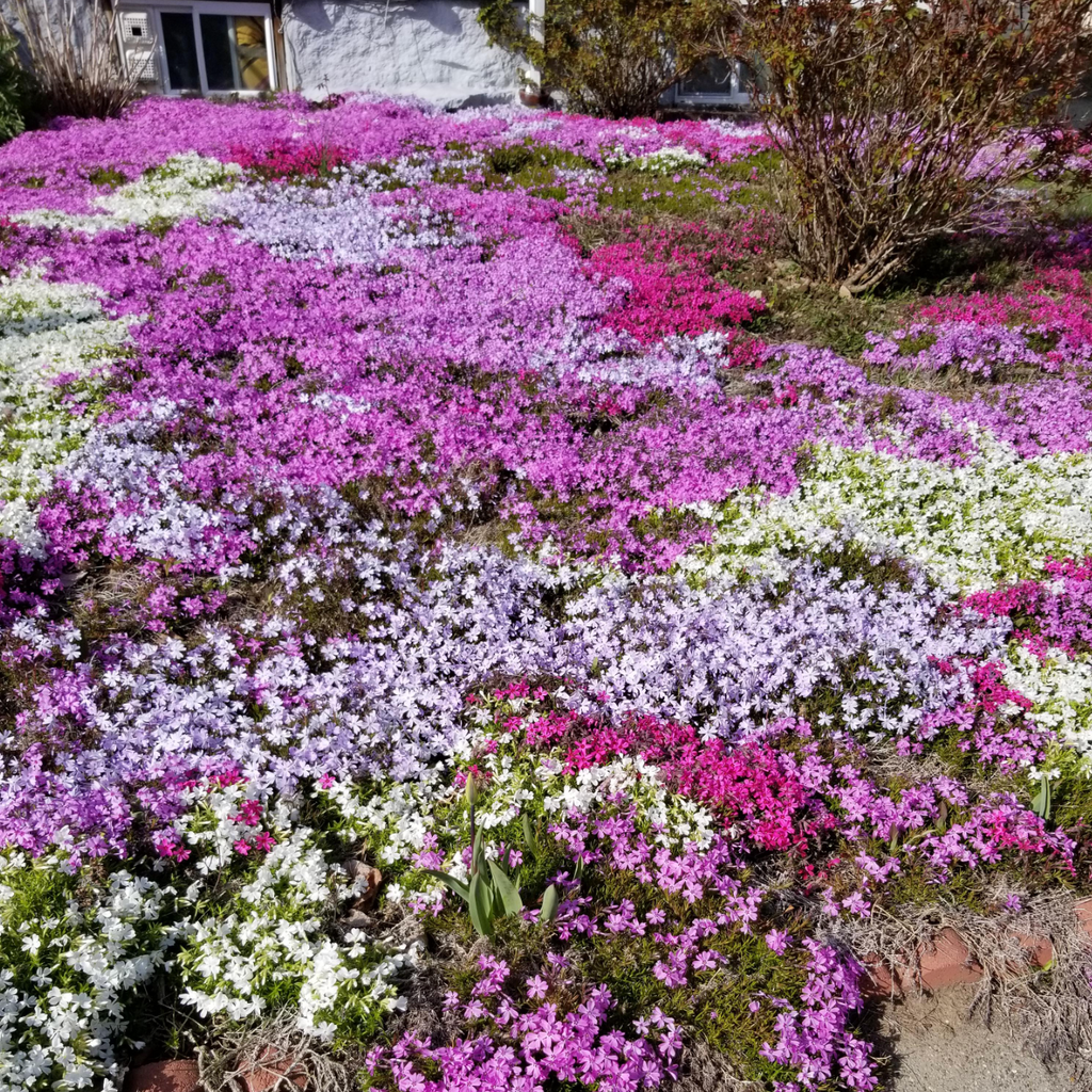 Creeping Phlox Homegrown Seeds