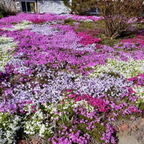 Creeping Phlox Homegrown Seeds