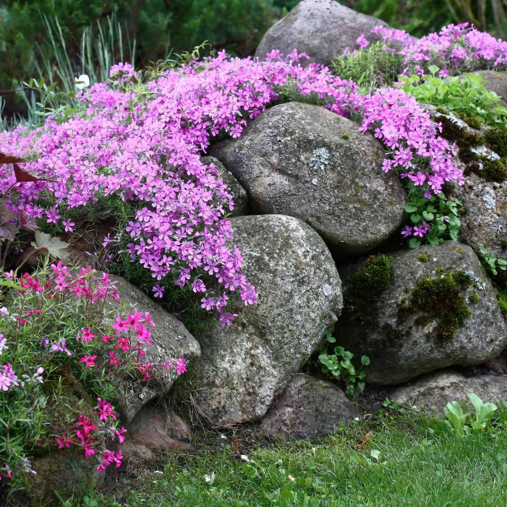 Creeping Phlox Homegrown Seeds