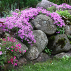 Creeping Phlox Homegrown Seeds