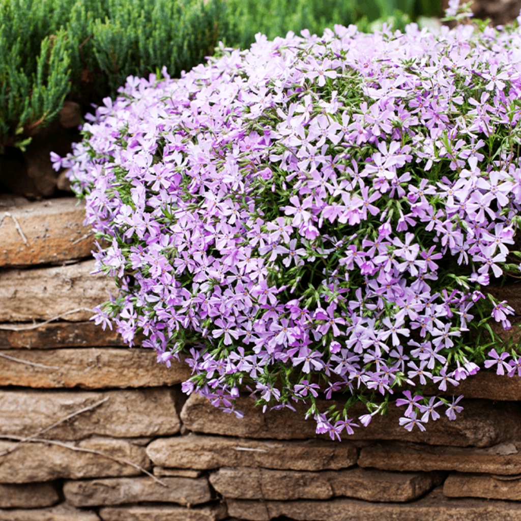 Creeping Phlox Homegrown Seeds