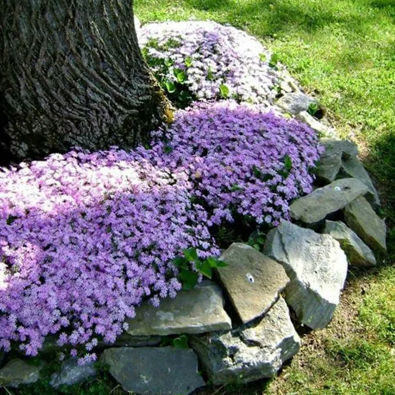 Creeping Phlox Homegrown Seeds