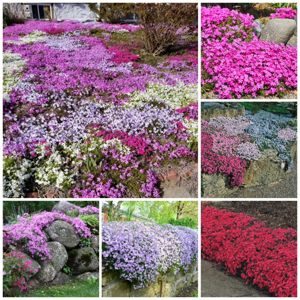 Creeping Phlox Homegrown Seeds