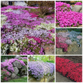 Creeping Phlox Homegrown Seeds