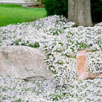 Creeping Phlox Homegrown Seeds