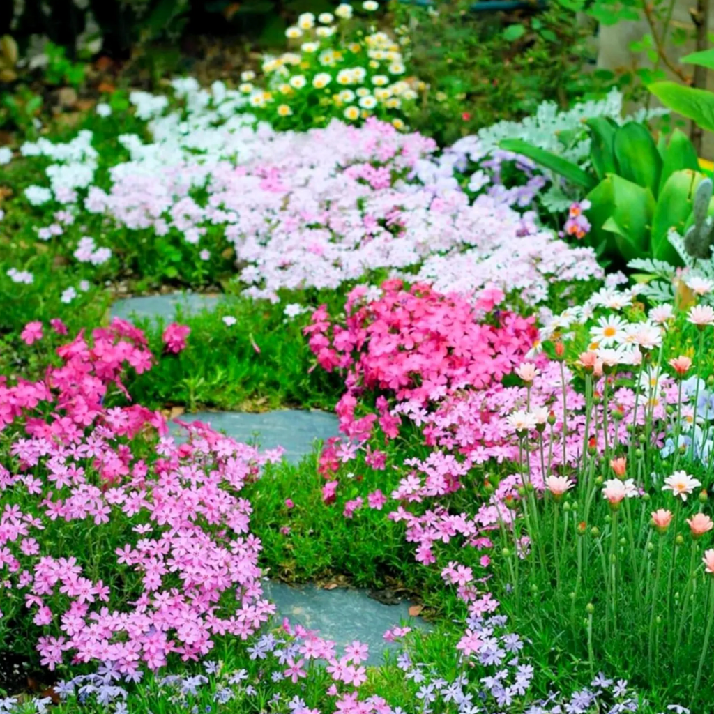 Creeping Phlox Homegrown Seeds