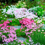 Creeping Phlox Homegrown Seeds