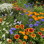 Summer Hardy Wildflower Seeds – Thrive in Heat, Flower Sea☀️