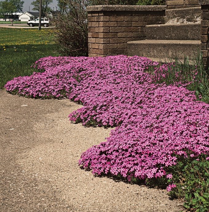 Creeping Phlox Homegrown Seeds
