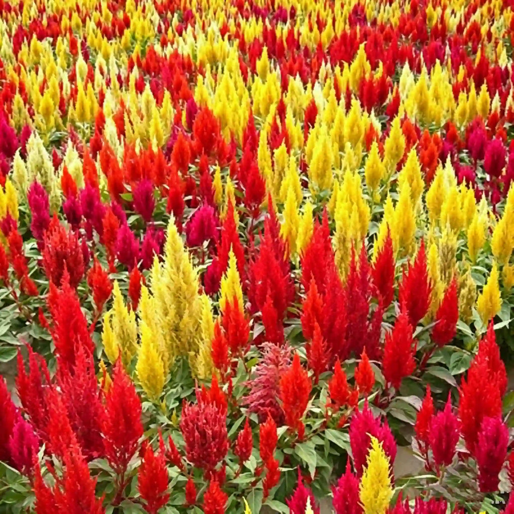 Cockscomb Celosia Seeds