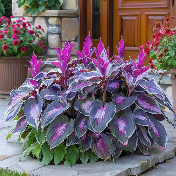 Premium Rare Hosta Seeds-Shade-Tolerant Plant