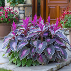 Premium Rare Hosta Seeds-Shade-Tolerant Plant