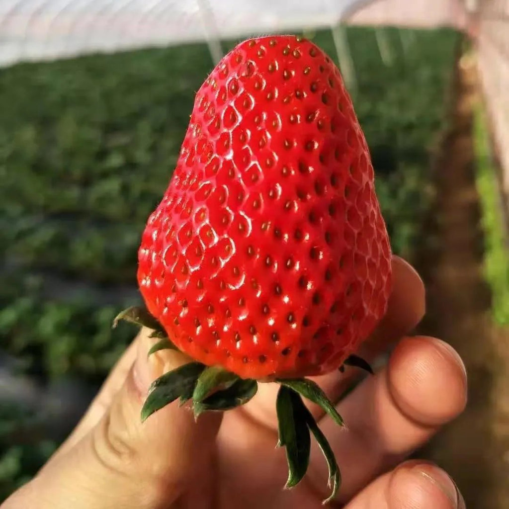 All-Year-Round Strawberry Seeds