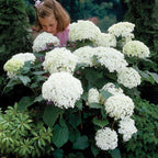 Hydrangea Seed - Unlock Nature's Beauty