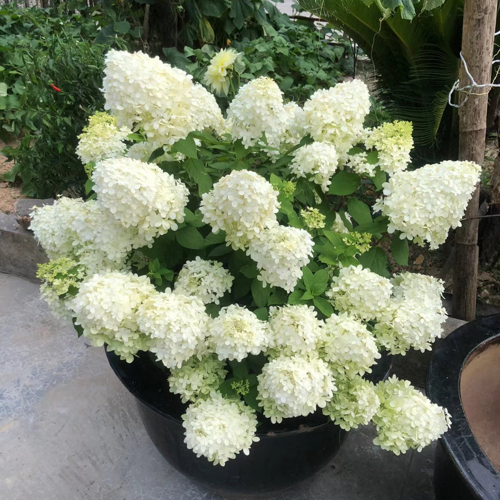 Panicle Hydrangea Flowers Seeds