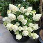 Panicle Hydrangea Flowers Seeds