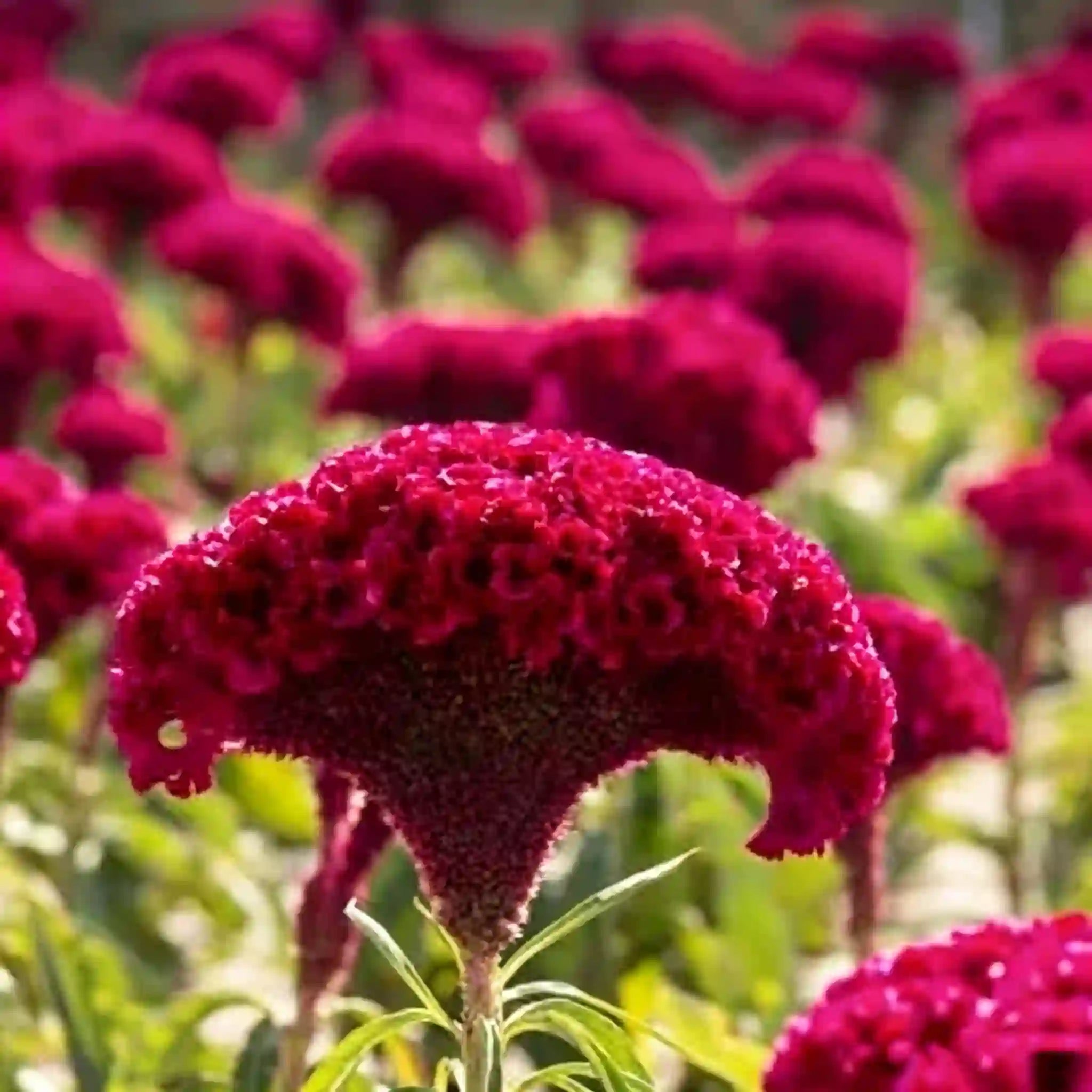 Cockscomb Celosia Seeds