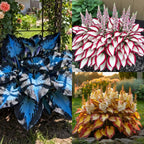 Premium Rare Hosta Seeds-Shade-Tolerant Plant