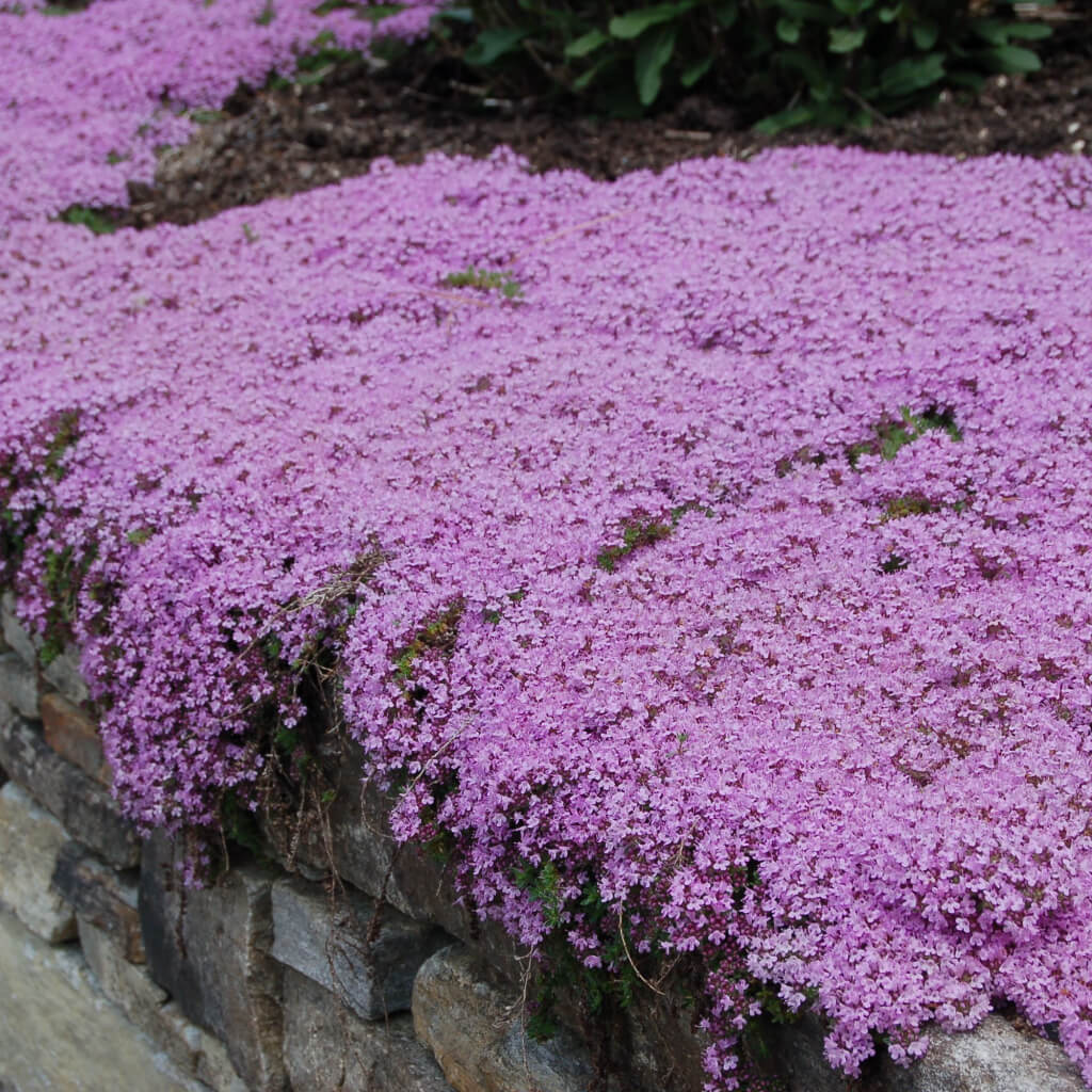 Creeping Thyme Seeds for Four Seasons
