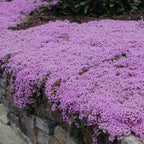 Creeping Thyme Seeds for Four Seasons