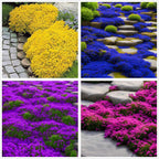 Creeping Thyme Seeds for Four Seasons