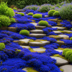 Creeping Thyme Seeds for Four Seasons