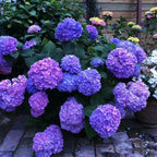 Hydrangea Seed - Unlock Nature's Beauty