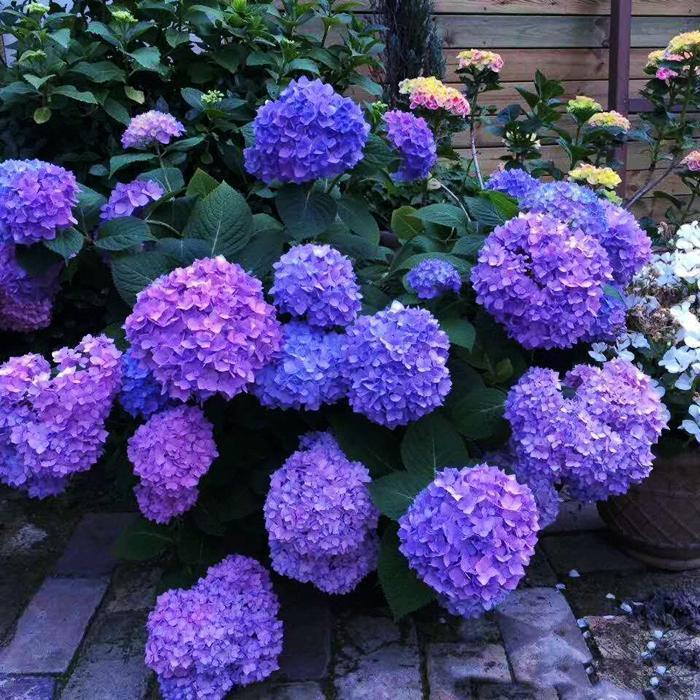 Hydrangea Seed - Unlock Nature's Beauty