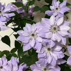 Clematis Seeds-The Queen of Climbing Vines