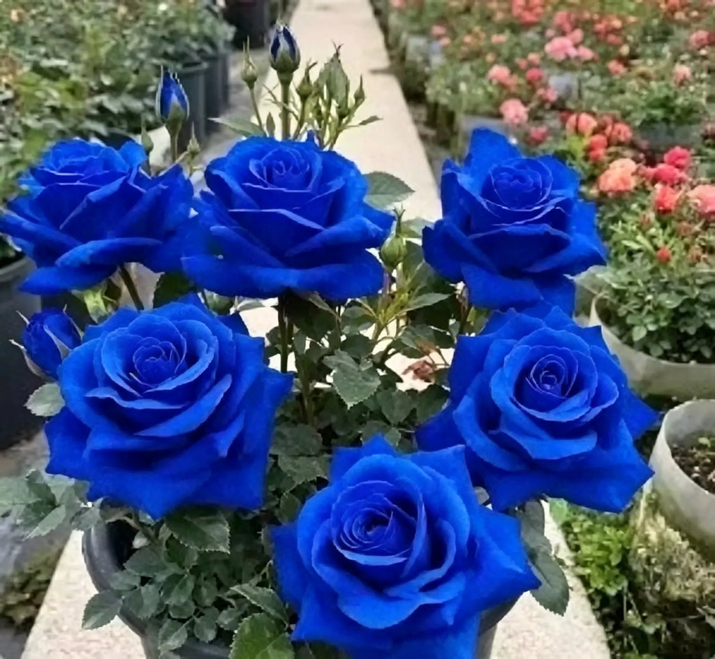 Rare Twin Red White Rose Flower Seeds for Planting - Captivating Blooms Non GMO
