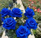 Rare Twin Red White Rose Flower Seeds for Planting - Captivating Blooms Non GMO