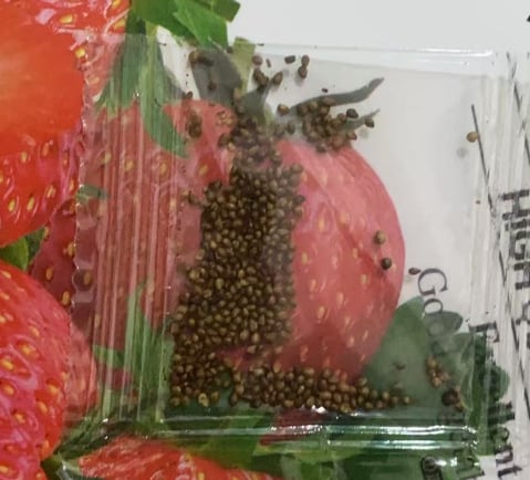 All-Year-Round Strawberry Seeds