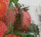 All-Year-Round Strawberry Seeds