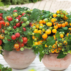 Potted Dwarf Tomato Seeds