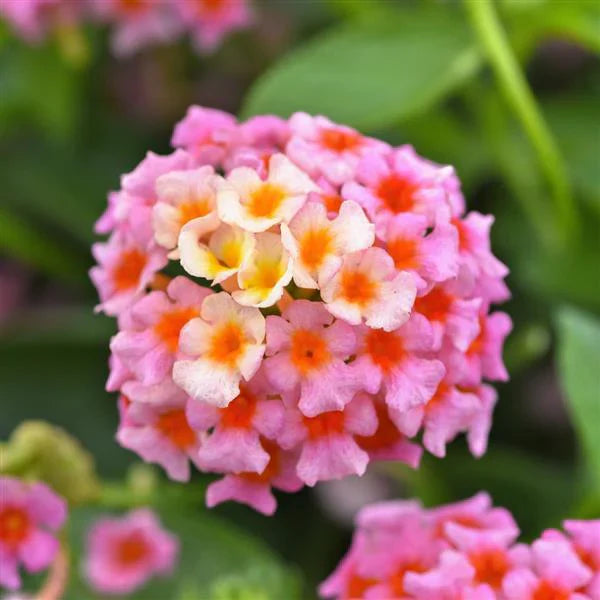 12 Piece Lantana Trio