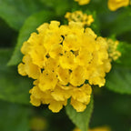 12 Piece Lantana Trio
