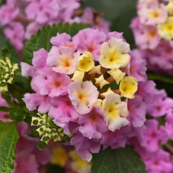 12 Piece Lantana Trio