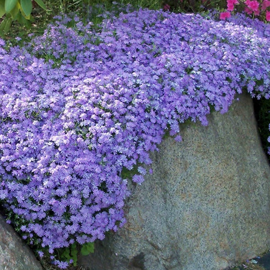 Creeping Phlox Homegrown Seeds