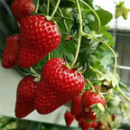 All-Year-Round Strawberry Seeds