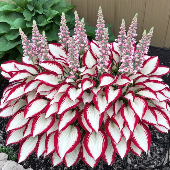 Premium Rare Hosta Seeds-Shade-Tolerant Plant